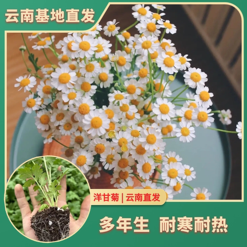 洋甘菊花苗耐热耐寒多年生