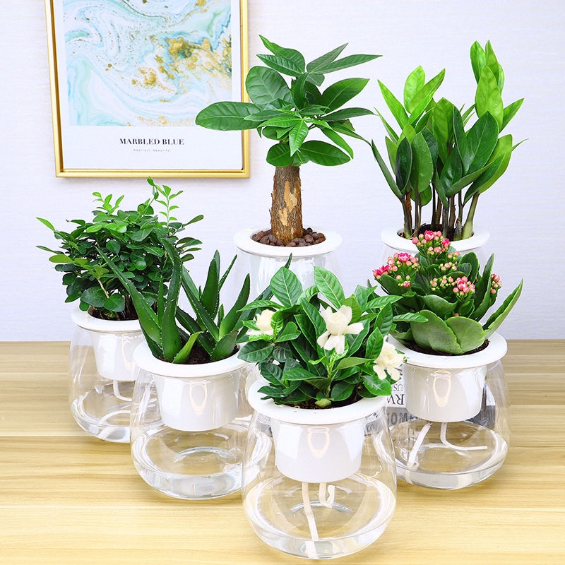 水培发财树 水养植物绿萝白掌 吸甲醛盆栽室内办公室绿植一帆风顺限10000张券