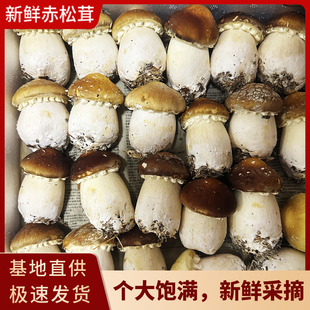 古田新鲜赤松茸松茸菇大球盖菇巴西菇姬松茸煲汤菌菇蘑菇现采现发
