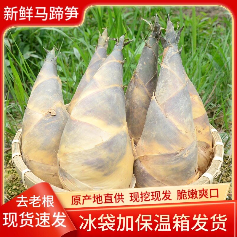 福建新鲜马蹄笋绿笋竹笋尖甜笋脆嫩笋油焖笋春夏笋大头笋现挖4斤