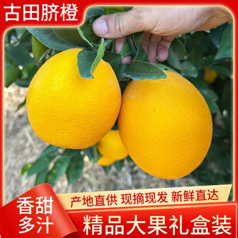 正宗福建古田三保脐橙当季孕妇新鲜水果橙子现摘精品10斤礼盒装