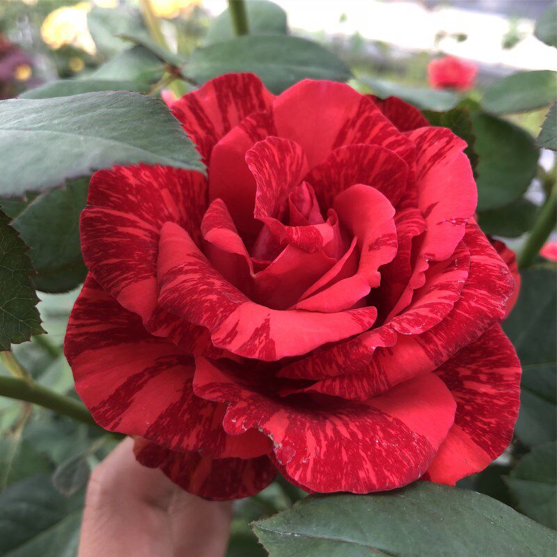 红色直觉月季大苗条纹月季灌木大花月季庭院阳台玫瑰花苗四季勤花