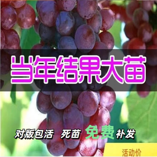 特大阳光玫瑰蓝宝石葡萄苗葡萄果树苗爬藤嫁接苗葡萄树苖当年结果