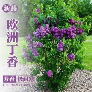 丛生丁香花树苗盆栽别墅风景树浓香四季花卉耐寒植物欧洲丁香花苗