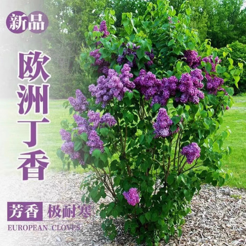 丁香花树苗盆栽别墅风景树