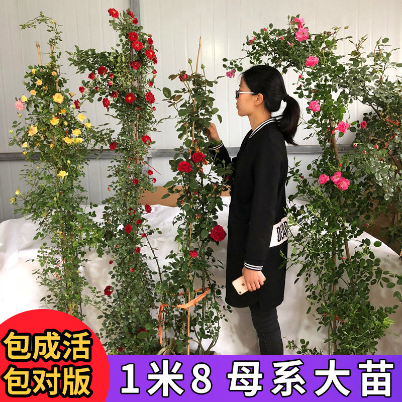 藤本月季花苗特大花室外蔷薇花苗爬藤四季开花庭院盆栽欧月大游行