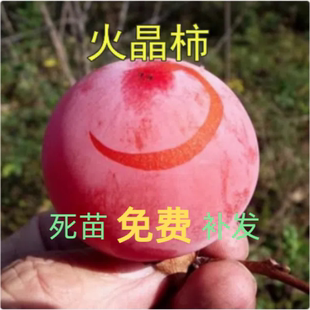 稀有火晶柿子树苗磨盘甜柿子苗树嫁接苗南方北方种植地栽当年结果