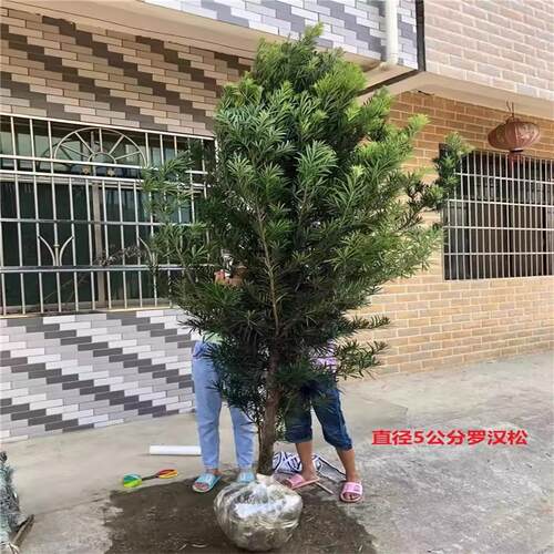 罗汉松树苗别墅庭院盆栽