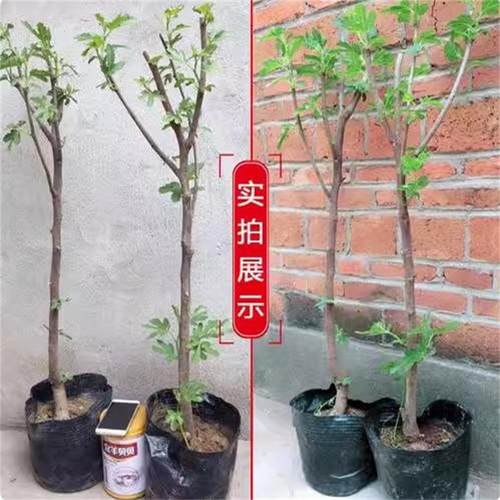 巨型无花果苗波姬红青皮金傲芬