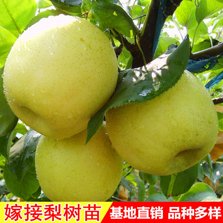嫁接苗当年结果梨树水果苗