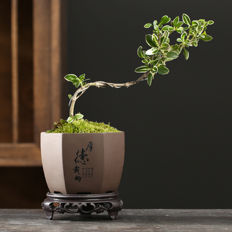 绿植多肉专用紫砂小花盆带底座