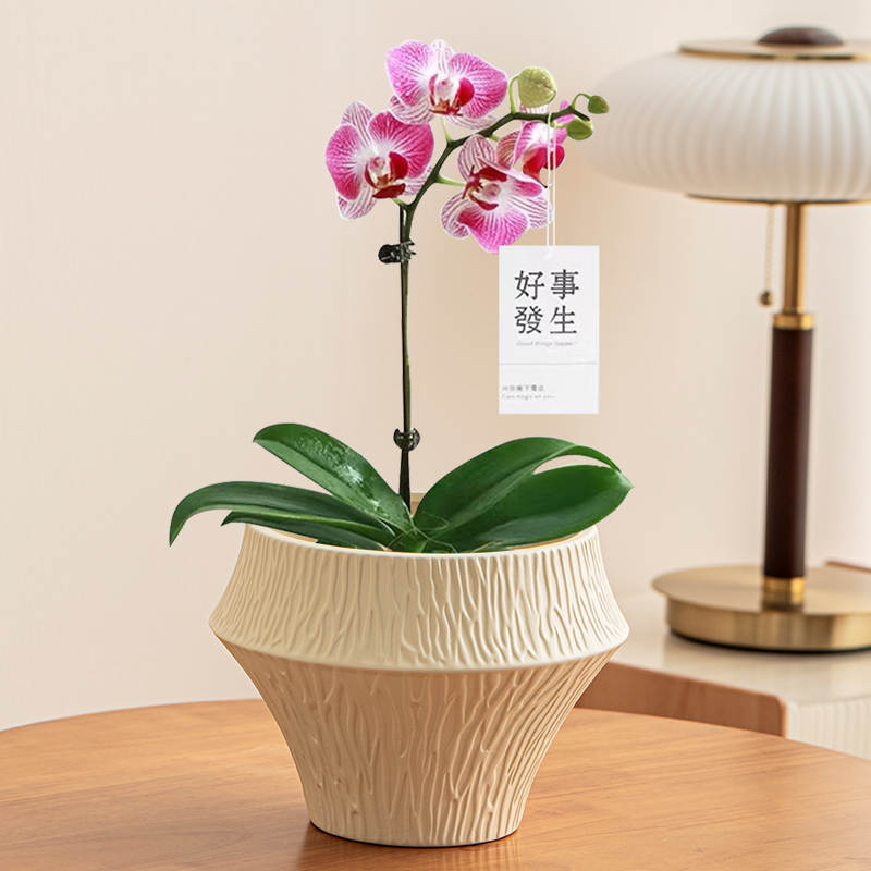 新中式陶瓷花盆高档盆景艺术创意花器桌面装饰蝴蝶兰专用绿植花盆