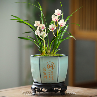 清仓创意带底座文心兰花绿植多肉花盆 蝴蝶兰专用花盆哥窑陶瓷特价