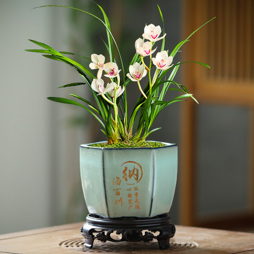 兰花绿植专用微景观小盆带底座