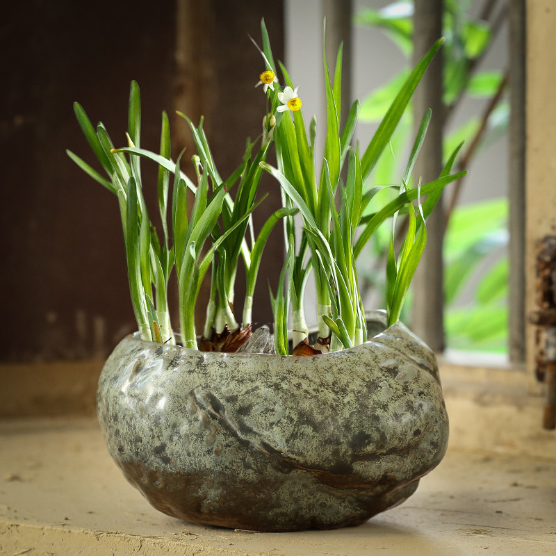 水仙花盆陶瓷大号无孔铜钱草专用水培一叶莲睡碗莲富贵竹水养器皿