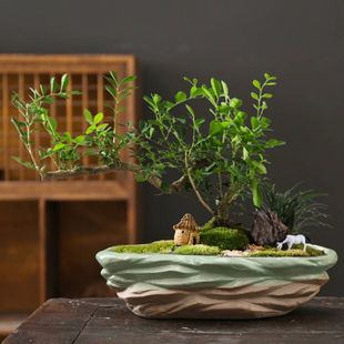 创意仿石头粗陶瓷花盆多肉2022新款个性微景观花盆载盆景枫树花器