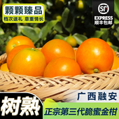 正宗广西融安金桔第三代脆蜜金柑无籽新鲜大果鲜果单独包装 礼品盒
