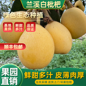 顺丰空运现摘超甜白枇杷礼盒