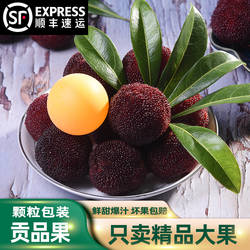 正宗兰溪马涧特级东魁杨梅鲜果现摘现发新鲜大杨梅孕妇当季水果