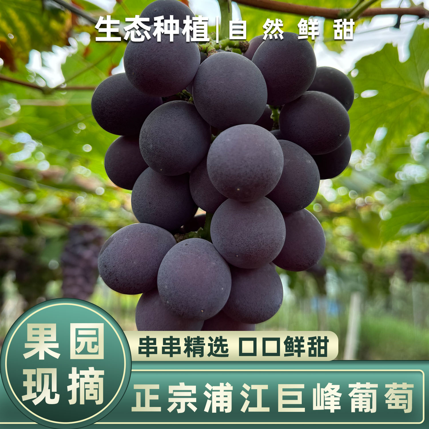 顺丰空运浦江巨峰葡萄鲜甜多汁