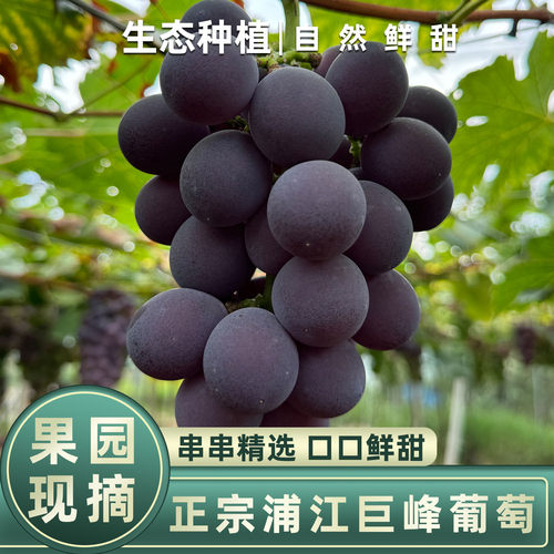 顺丰空运浦江巨峰葡萄鲜甜多汁