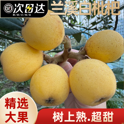 超甜兰溪大棚白枇杷鲜果白玉白沙甜琵琶新鲜应季水果礼盒顺丰