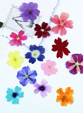 美女樱干花滴胶手机壳DIY