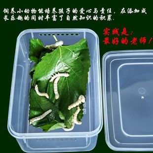 小宠物饲养盒透明塑料鱼缸通气孔乌龟蛇蚂蚁运输昆虫箱子养蚕盒子