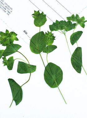 黄金真树叶压花滴胶手工