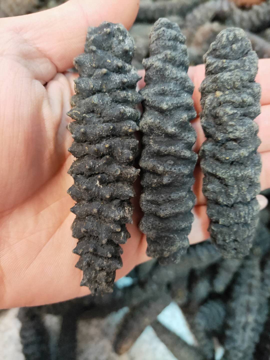 海参干货250g 深海海参螺纹海参鲜活海生纯淡干海渗礼盒30-40头