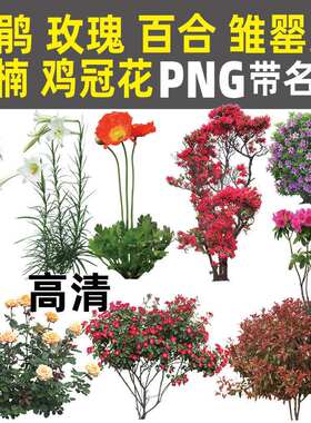PS高清杜鹃花玫瑰百合红叶石楠花球鸡冠花雏罂粟PNG免扣植物素材