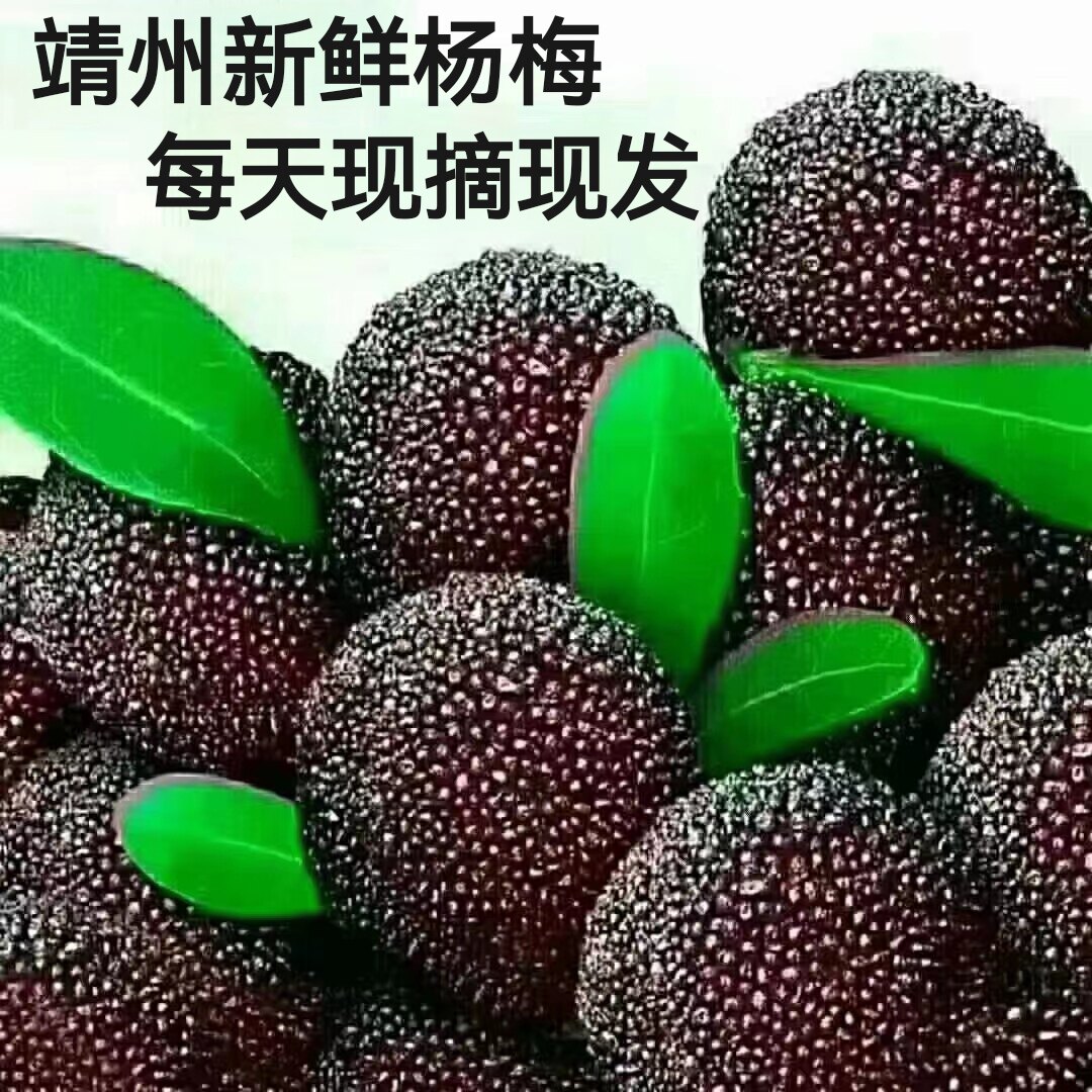 靖州杨梅新鲜乌梅孕妇小孩当季水果礼盒装现摘现发纯天然绿色食品
