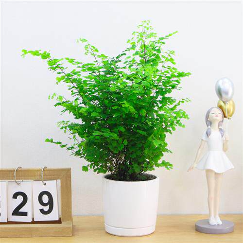 水培铁线蕨耐阴植物净化空气室内盆栽铁丝草四季好养花卉客厅绿植