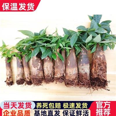 发财树树桩树头树苗室内盆栽大客厅摆件裸根不带盆大棵绿植不含盆