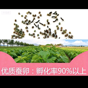 今年新鲜桑叶透气盒蚕种活蚕蚕子白蚕蚕宝卵好养高产新到抗脓品种