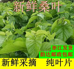 现摘新鲜桑叶蚕桑蚕宝宝饲料叶大小蚕嫩桑叶桑叶新鲜桑蚕小桑树苗
