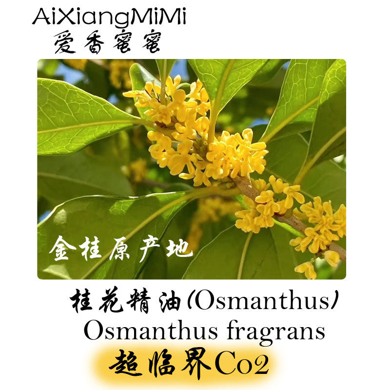 天然植物精油中国金桂桂花单方精油超临界CO2萃取玫瑰精油