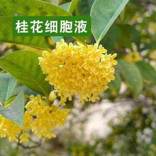 桂花细胞液补水保湿亮肤香气四溢天然萃取植物