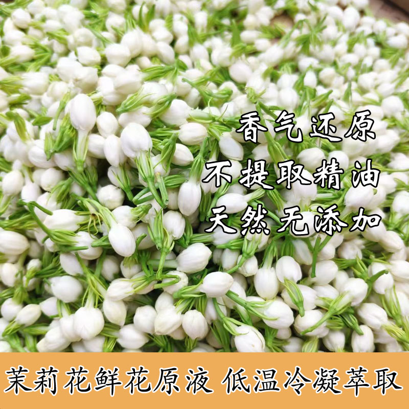 新鲜茉莉花鲜花原液细胞液纯露精油按摩精油艾草精油推拿按摩油