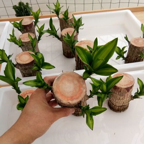 水培植物价格 水培植物图片 星期三