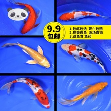 活体日本小型淡水冷水红白小锦鲤鱼1