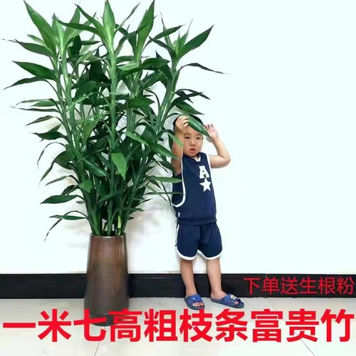 枝条粗大叶富贵竹办公室水培植物