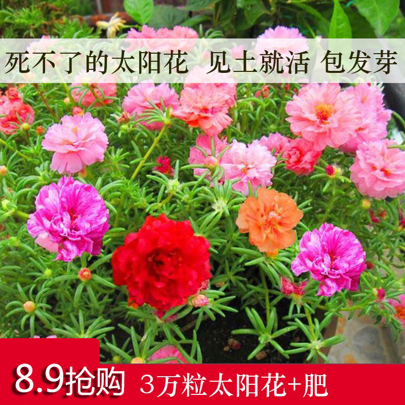 重瓣太阳花种籽花籽四季播种开花易活半枝莲庭院阳台室内盆栽植物