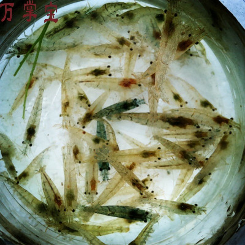 黑壳虾鱼缸水草除藻虾观赏虾清洁虾活体虾宠物虾秀丽白虾无包装费在类目 宠物/宠物食品及用品, 水族世界, 鱼中 - 来自Buy2taobao.com提供专业的淘宝代购服务