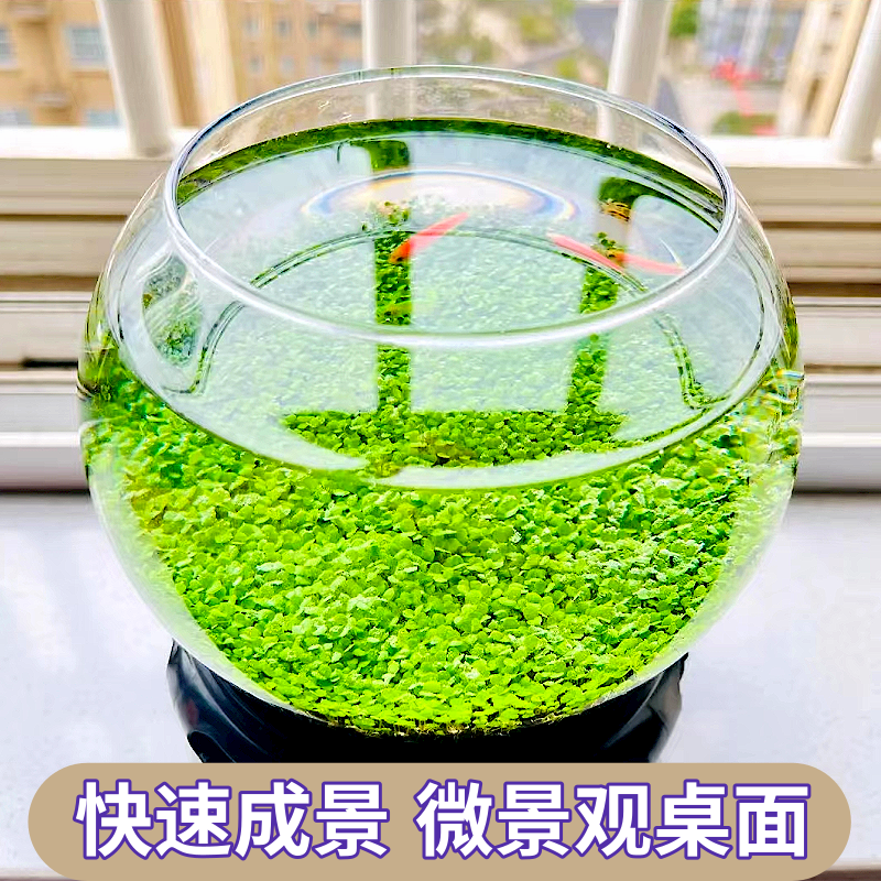 水草种子快速成景桌面微景观造景