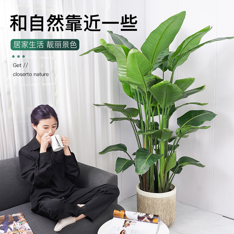 天堂鸟盆栽大型室内盆栽鹤望兰开花植物办公室大厅净化空气植物