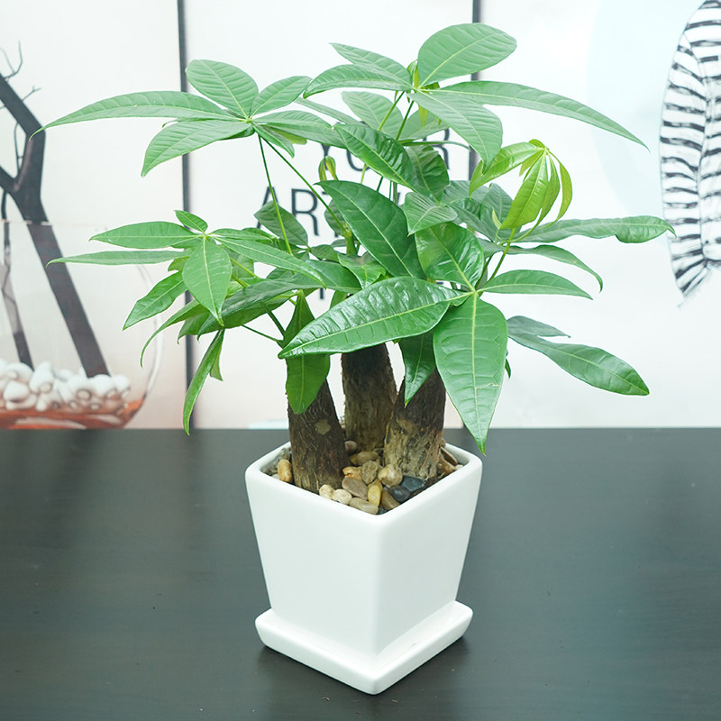 三株发财树盆栽室内植物净化空气招财办公桌面绿植四季常青好养