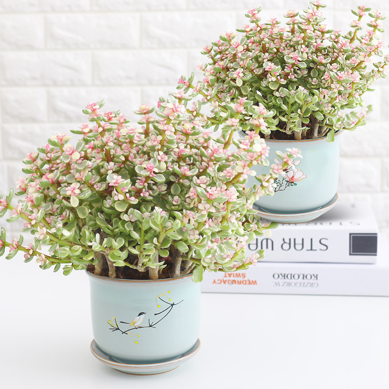 花语自由雅乐之舞多肉植物盆栽办公室内阳台金枝玉叶老桩多肉花卉