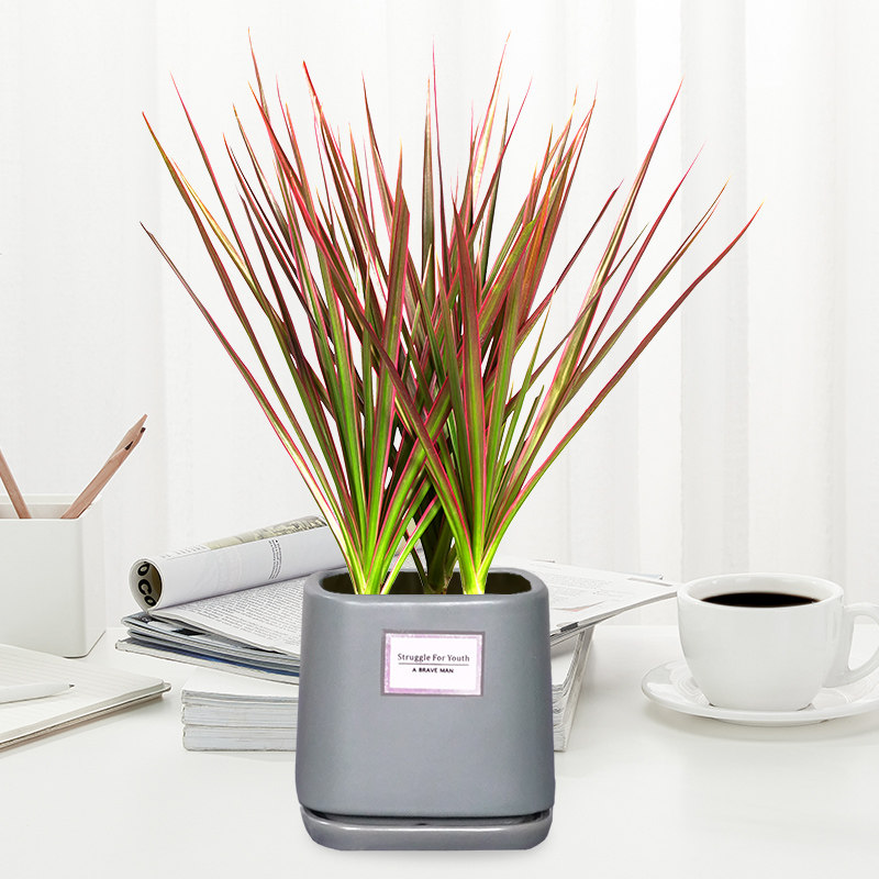 水培七彩铁盆栽千年木植物办公室内净化空气除甲醛绿植三色龙血树