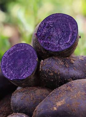 新鲜蔬菜紫土豆黑土豆紫色马铃薯原种紫色洋芋种籽马铃薯5/9斤